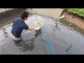 Electric Fishing Catching Striped mullet upstream