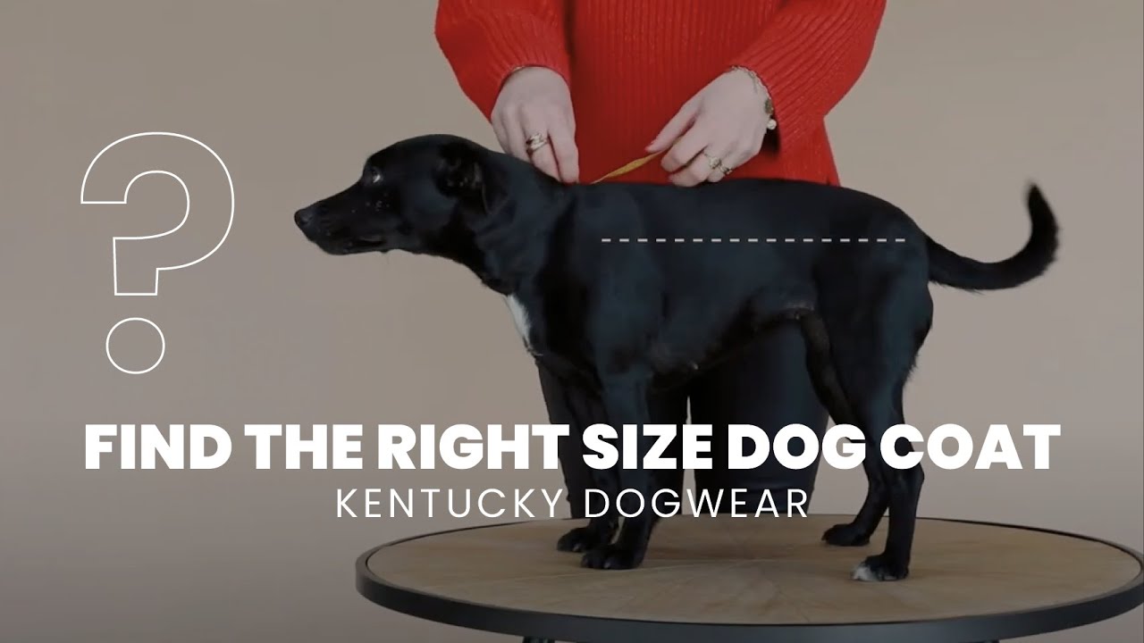 HOW TO MEASURE A DOG COAT Kentucky Dogwear YouTube