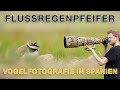 Lebensraum Kiesgrube - Steinkauz, Flussregenpfeifer und Wildkaninchen fotografieren (Spanien)