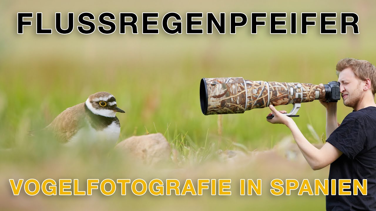 Lebensraum Kiesgrube - Steinkauz, Flussregenpfeifer und Wildkaninchen fotografieren (Spanien)