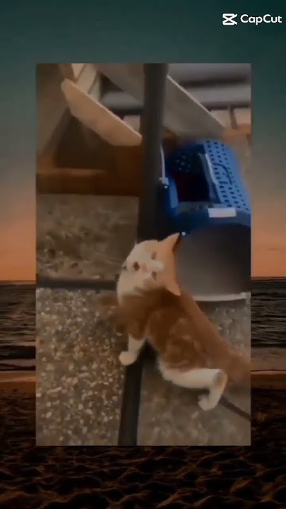 Kucing ketawa bahasa sunda 🗿🗿