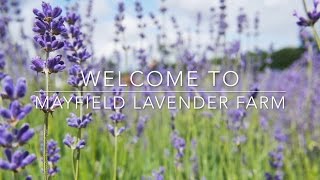 Mayfield Lavender Farm UK, England - 1080p HD