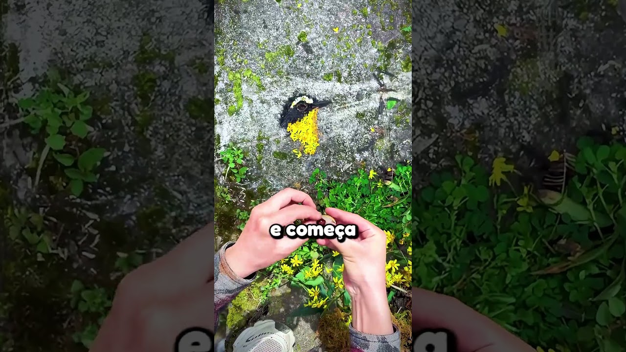 Esse cara faz artes incríveis com elementos da natureza 🤯 #natureza #arte #shorts
