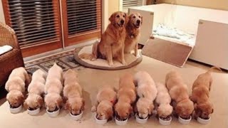 Golden Retriever Puppies That Will Make You Laugh Countless Times #2