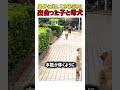 里子に出して３年ぶりに出会った子と母犬　#いぬ #犬 #犬のいる生活 #犬好き #犬動画 #親子 #感動 #愛情