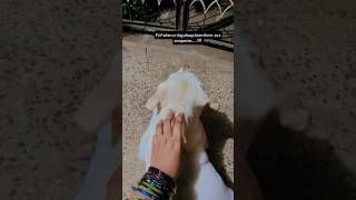 🐾🐶 #funny#reels#reelsdaily#shortsfeed#short#petshub#labrador#pets#dogs#dog#ytshorts#trending#love#yt