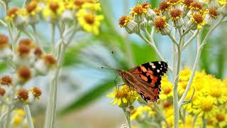 Butterfly Video Free Download - Butterfly | Royalty Free Stock Footage| Full HD