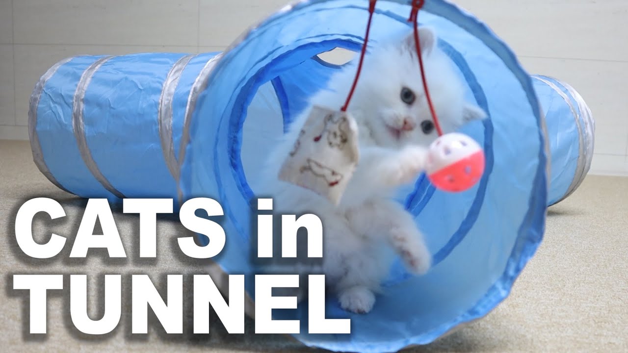 Cats play in the tunnel like this!! YouTube