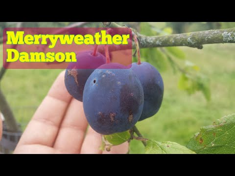 Video: Merryweather Damson Plums: Merryweather Damsons кантип өстүрүүнү үйрөнүңүз