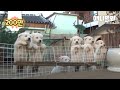 차갑게 변해버린 어미개 때문에 단체로 서운한 새끼 강아지들ㅋㅋ ㅣReason Why A Mother Dog Has To Eat Away Her Puppies Dog Chews