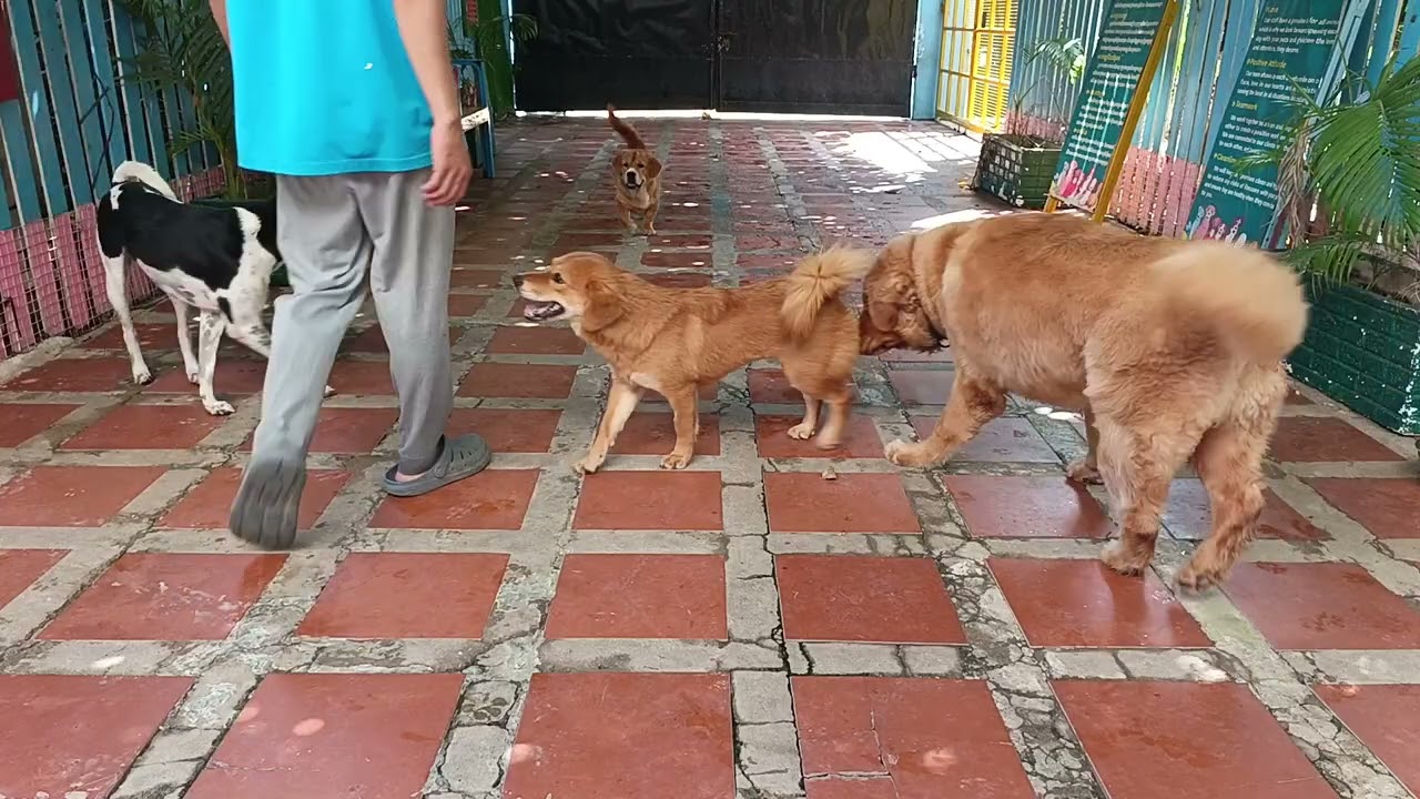 Cute dog #cuteanimal 