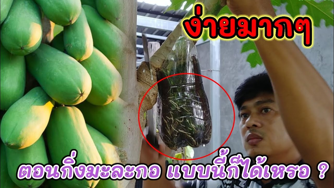 ตอนกิ่งมะละกอแนวใหม่ ด้วยขวดน้ำพลาสติก แบบนี้ก็ได้เหรอ?
