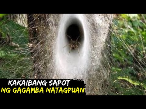 Kakaibang Sapot Ng Gagamba Natagpuan