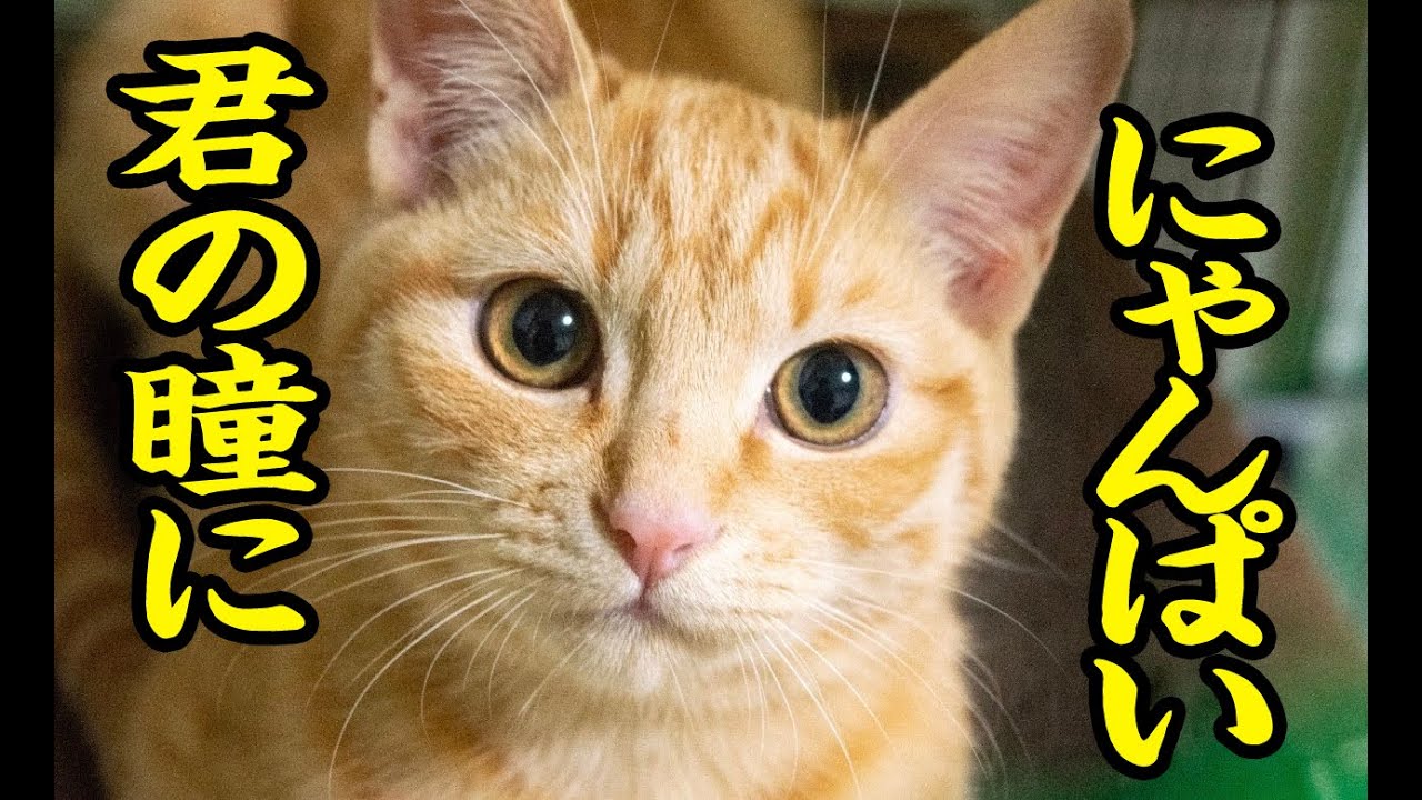 猫動画】君の瞳ににゃんぱい〜にゃんともパレード〜#202 - YouTube