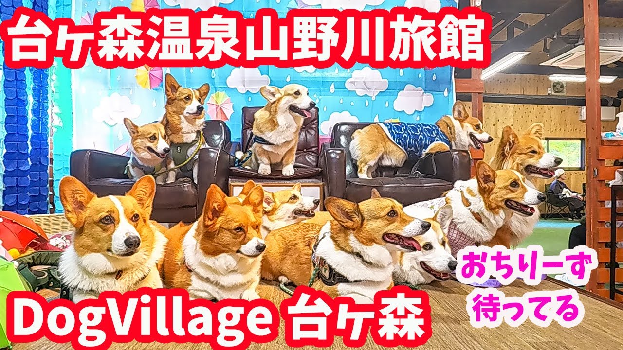 【台ヶ森温泉　山野川旅館】一度は行くべし！わんこと泊まれて、温泉、RVパーク、ドッグラン、カフェがある、最高の場所！