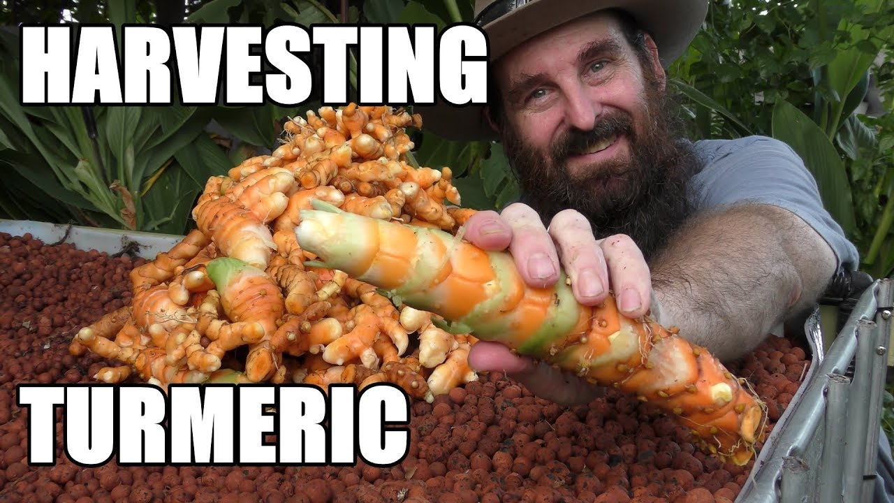 How To Grow Turmeric Hydroponically