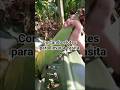 cortando elotes, hermosa cosecha