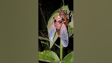 #tropicalinsectsLV5 The magical moment of cicada molting - the journey of perfect transformation