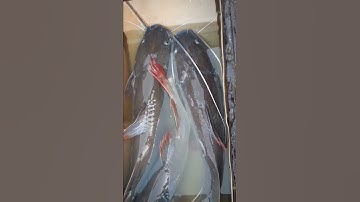 Xem vui cá lăng nha, cá lăng đuôi đỏ