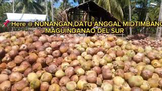 Coconut Harvesting  Nunangan Dam Maguindanao