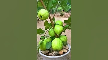 🌿New technique propagate guava tree by air layering using onion juice🧅#guava