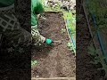 🌱 The PERFECT Way to Plant Between Existing Plants! (Genius Companion Trick) #Shorts