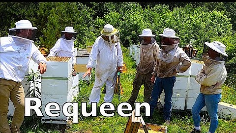 Requeening Colonies With A Double Screen Board