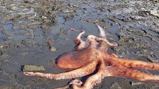 Watch: Giant Pacific octopus saved by girl after being stranded on Washington beach