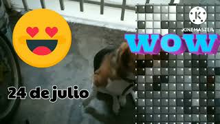 corre camina y trota y saca a tu mascota este 24 de julio 🐶🎉🥳