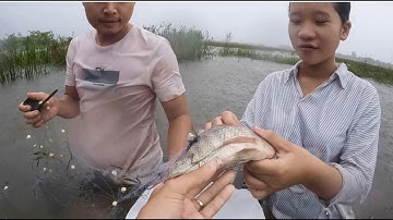 LŨ LỤT MƯA LỚN , ANH EM THẢ LƯỚI CÁ BẮT TOÀN CÁ TO