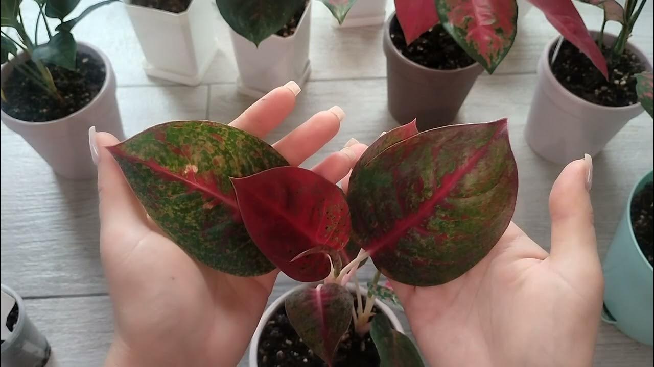 адаптированное цветов. адаптации к температурному режиму у растений. лотус фловер. основные адаптации растений. лотос орехоносный.