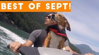 Funniest Pet Reactions & Bloopers of September 2017 | Funny Pet Videos