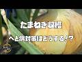 【玉ねぎ】の収穫【べと病】対策どうしてる？【農家の家庭菜園】