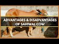 ADVANTAGES AND DISADVANTAGES OF SAHIWAL COW | SAHIWAL CATTLE | SAHIWAL BREED