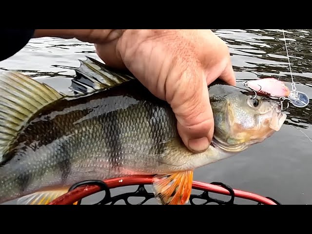 Lake Wallace, Edenhope Easy redfin landbased lure casting before the blue  green algae bloom 