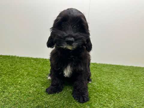 Video Cockapoo