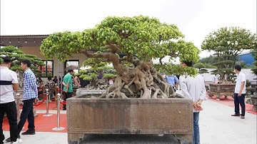 Xem Cây Sanh Nam Điền 3 Thân Đẹp Nhất Triển Lãm Ninh Bình, Nghe Đâu Đó 1,5 Tỷ