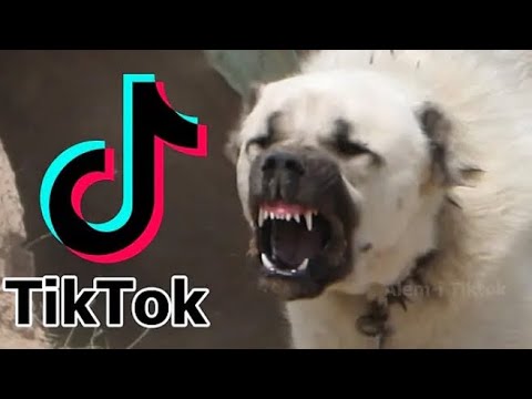 En yeni Kangal TikTok videoları (2022) #1 \\sivas kangalı\\