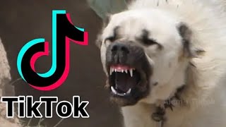 En yeni Kangal TikTok videoları (2022) #1 \sivas kangalı\