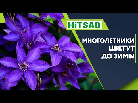 Многолетники Которые Цветут До Зимы 🌺 Лучшие Многолетники Осенью