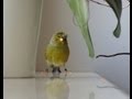 Canary singing, bird sing song, gloster with a crown Śpiew kanarka - Groszek Best Video to Traning