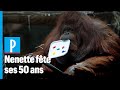 Paris  nenette lorangoutan star de la mnagerie fte ses 50 ans