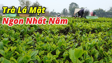 Trà Thái Nguyên Vụ Xuân Lá Mặt Ngon Nhất Trong Năm - 18 Tháng 1 Năm 2025 Tân Cương