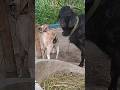 Lots Of Two Goats They Do Very Beautiful Surprising Shoots We 2023 Ep123 