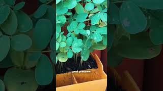 These Angry Insects Are Great For Your Garden