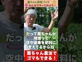 無農薬・無肥料でゴマができる?!【おうちで元気な無農薬野菜を育てよう】 #shorts