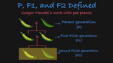 P, F1 and F2 Defined