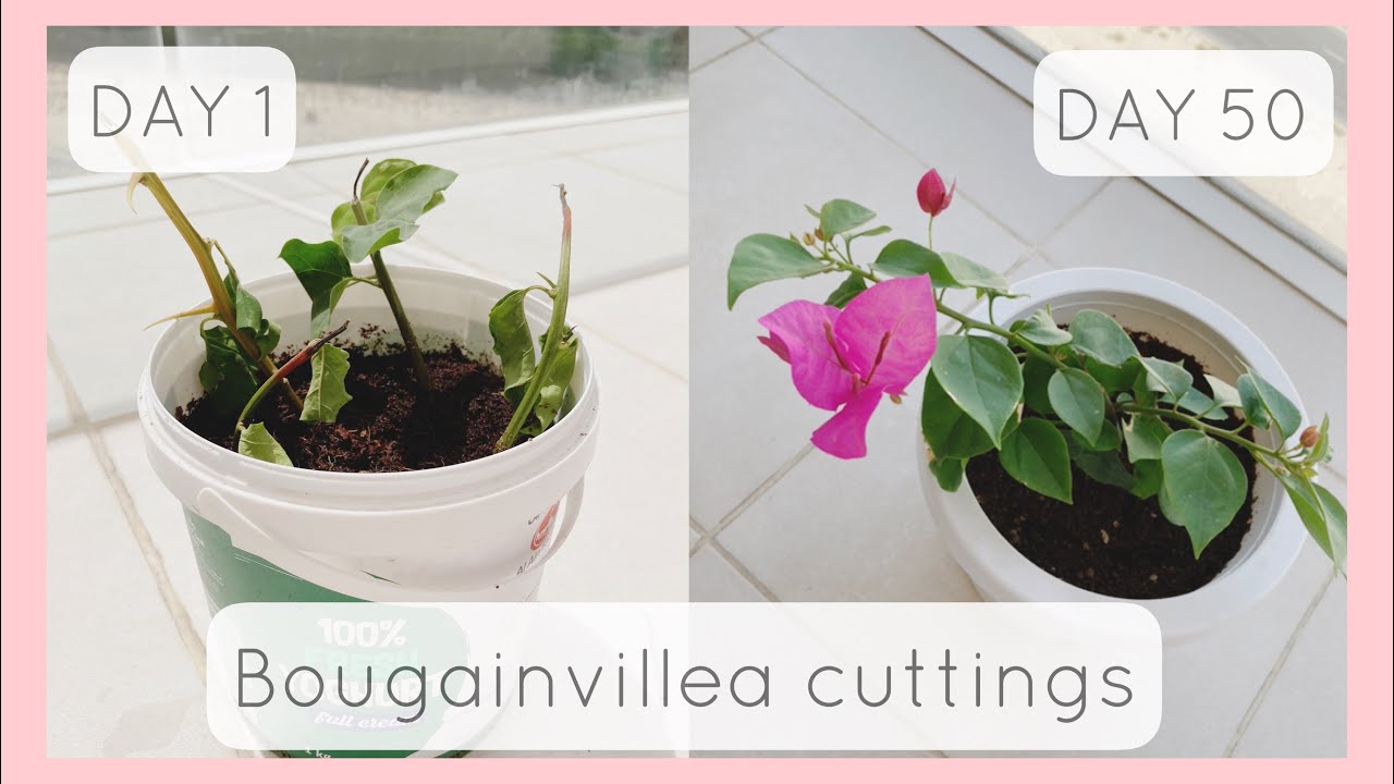 Bougainvillea How To Propagate Bougainvillea From Cuttings 拾ってきたブーゲンビリアを挿し木した約2ヶ月の記録です Youtube