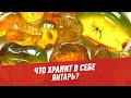 Что хранит в себе янтарь? – Шоу Картаева и Махарадзе