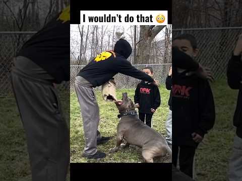 Video: Gör Pit Bull Dogs gör bra husdjur?